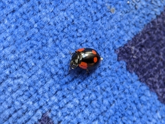 Adalia bipunctata
