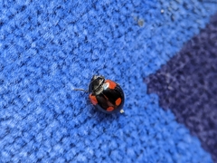 Adalia bipunctata