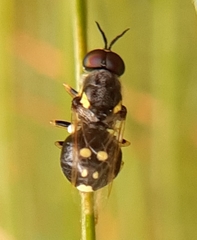 Caloparyphus tetraspilus