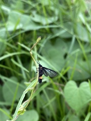 Psichotoe duvaucelii