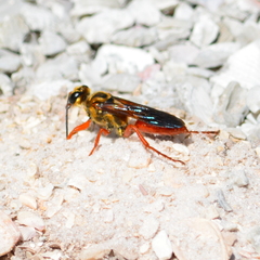 Sphex jamaicensis