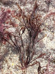 Furcellaria lumbricalis