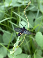 Psichotoe duvaucelii