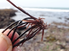 Furcellaria lumbricalis