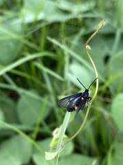 Psichotoe duvaucelii