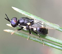 Caloparyphus tetraspilus