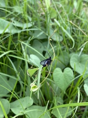 Psichotoe duvaucelii