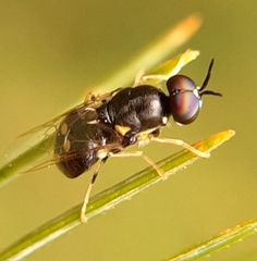 Caloparyphus tetraspilus