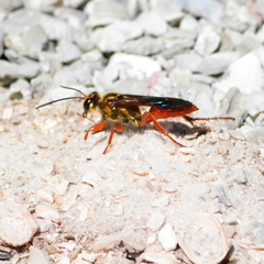 Sphex jamaicensis
