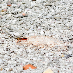 Sphex jamaicensis