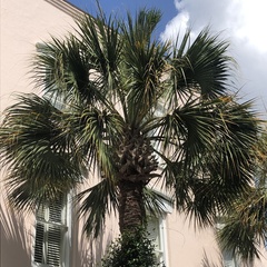 Sabal palmetto