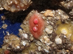 Dendrodoa grossularia