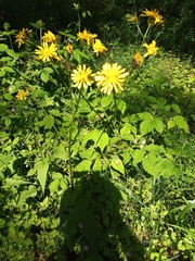 Crepis paludosa