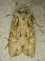 Lithophane disposita
