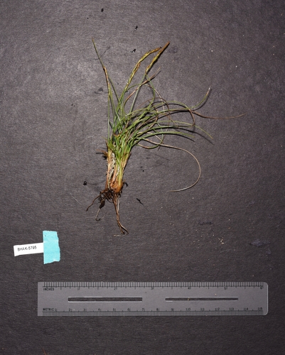 coiled sedge (Carex circinata)