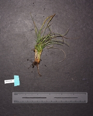 Carex circinata