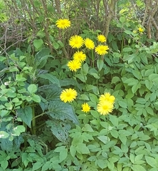 Doronicum caucasicum