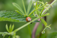 Harmonia axyridis