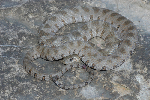 Common Watersnake, photo 5 of 10