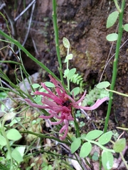 Exobasidium parvifolii