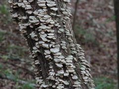 Trichaptum abietinum image
