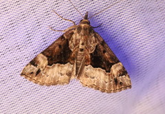 Hypena palparia