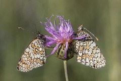Melitaea pseudornata