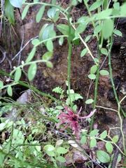 Exobasidium parvifolii