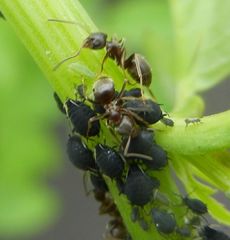 Aphis podagrariae