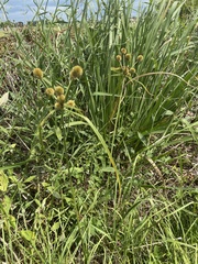 Cyperus echinatus
