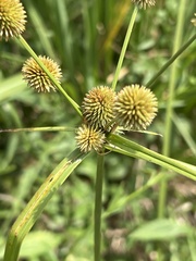 Cyperus echinatus