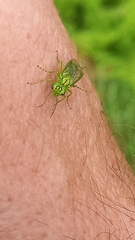 Rhogogaster punctulata