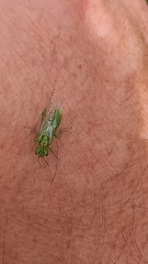 Rhogogaster punctulata