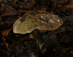 Cortinarius cuphomorphus