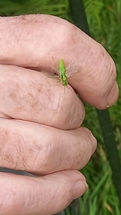 Rhogogaster punctulata