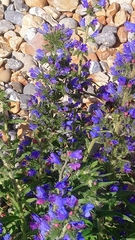 Echium vulgare