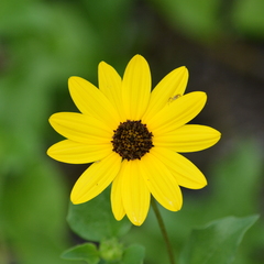 Helianthus debilis