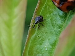 Nanophyes marmoratus