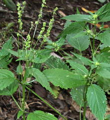 Mercurialis canariensis image