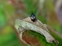 Nanophyes marmoratus