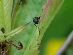 Nanophyes marmoratus