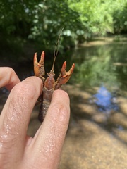 Lacunicambarus acanthura