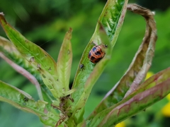 Nanophyes marmoratus