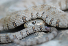 Nerodia sipedon insularum