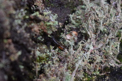 Desmognathus imitator