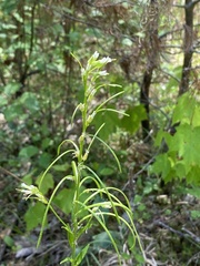 Borodinia missouriensis