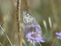 Melanargia