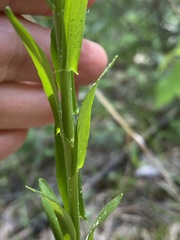 Borodinia missouriensis