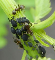 Aphis podagrariae