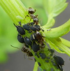 Aphis podagrariae